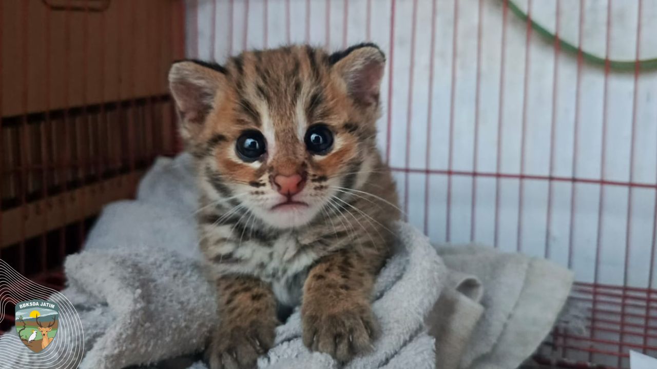 Hujan Memisahkan, Rimba Memanggil,  Evakuasi Kucing Kuwuk dari Pinggir Brantas