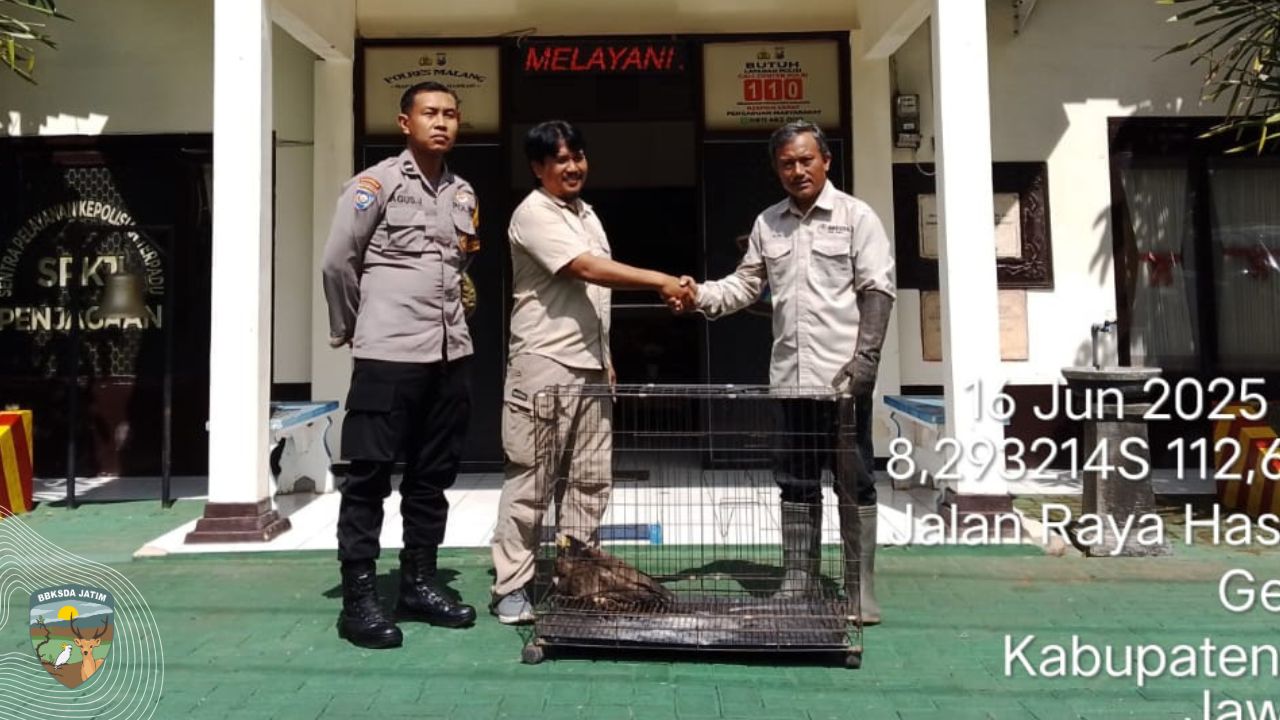 Sempat Dirawat Warga, Elang Ular Bido di Serahkan