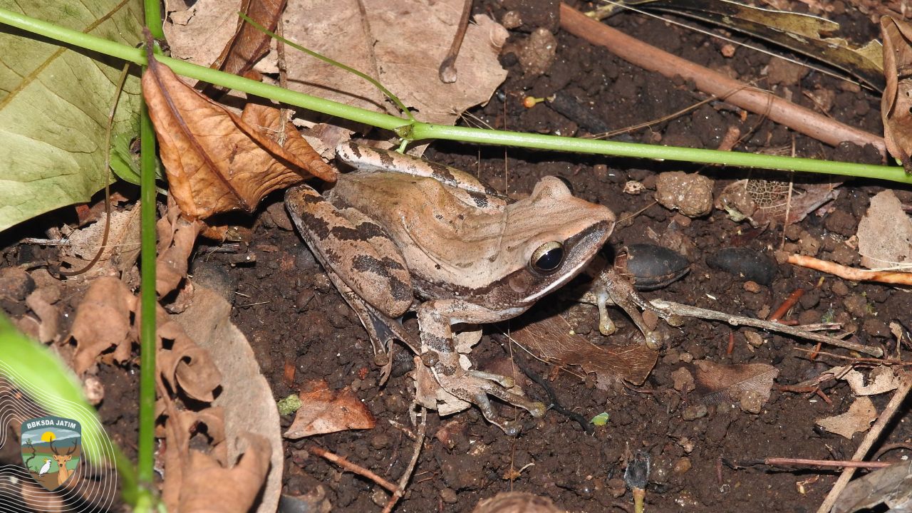 Tekad Tanpa Jeda, Menjaga Penanda Nyawa Hutan Pulau Bawean