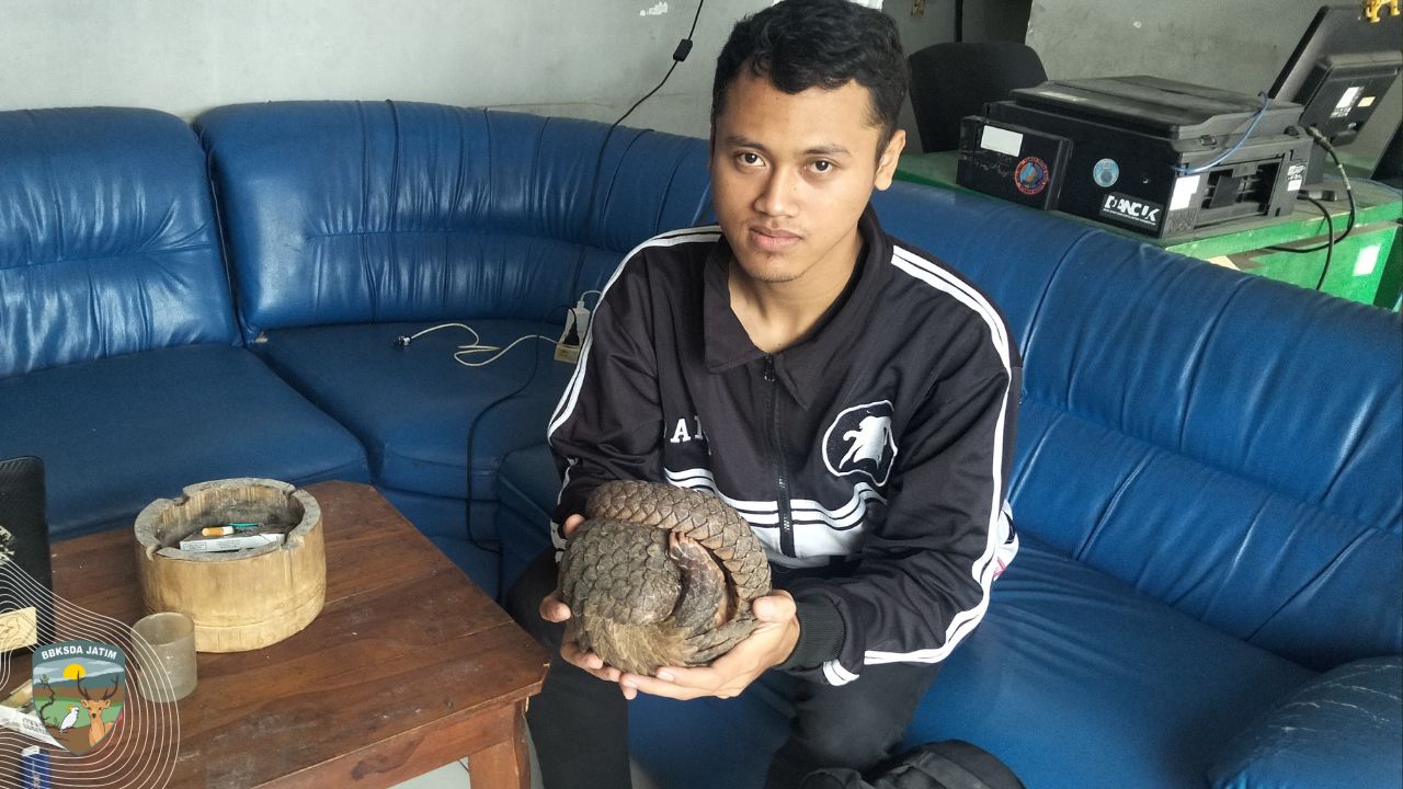 Horor! Makhluk dibalik Plafon