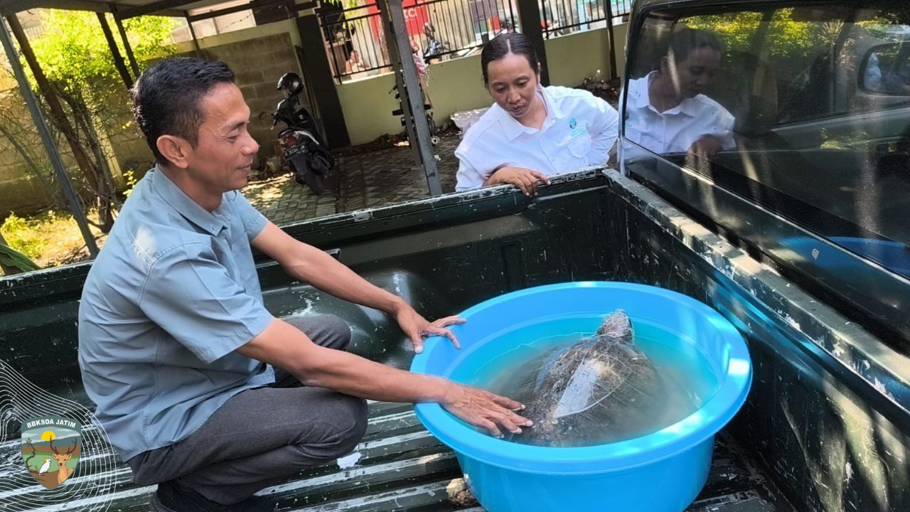 Tersesat Pelabuhan Gresik, Penyu Tempayan di Evakuasi Petugas