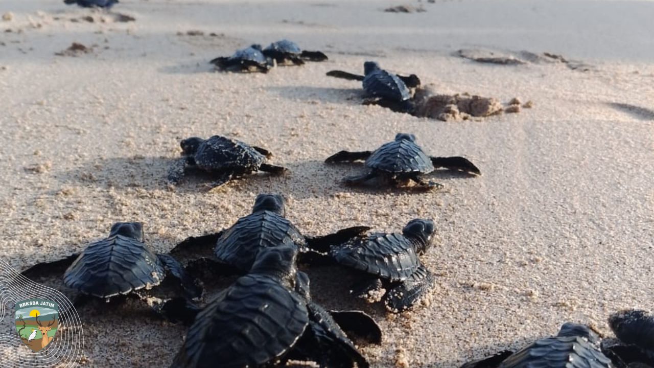 Ratusan Tukik Penyu Lekang Menyambut Harapan Di Pantai Modangan