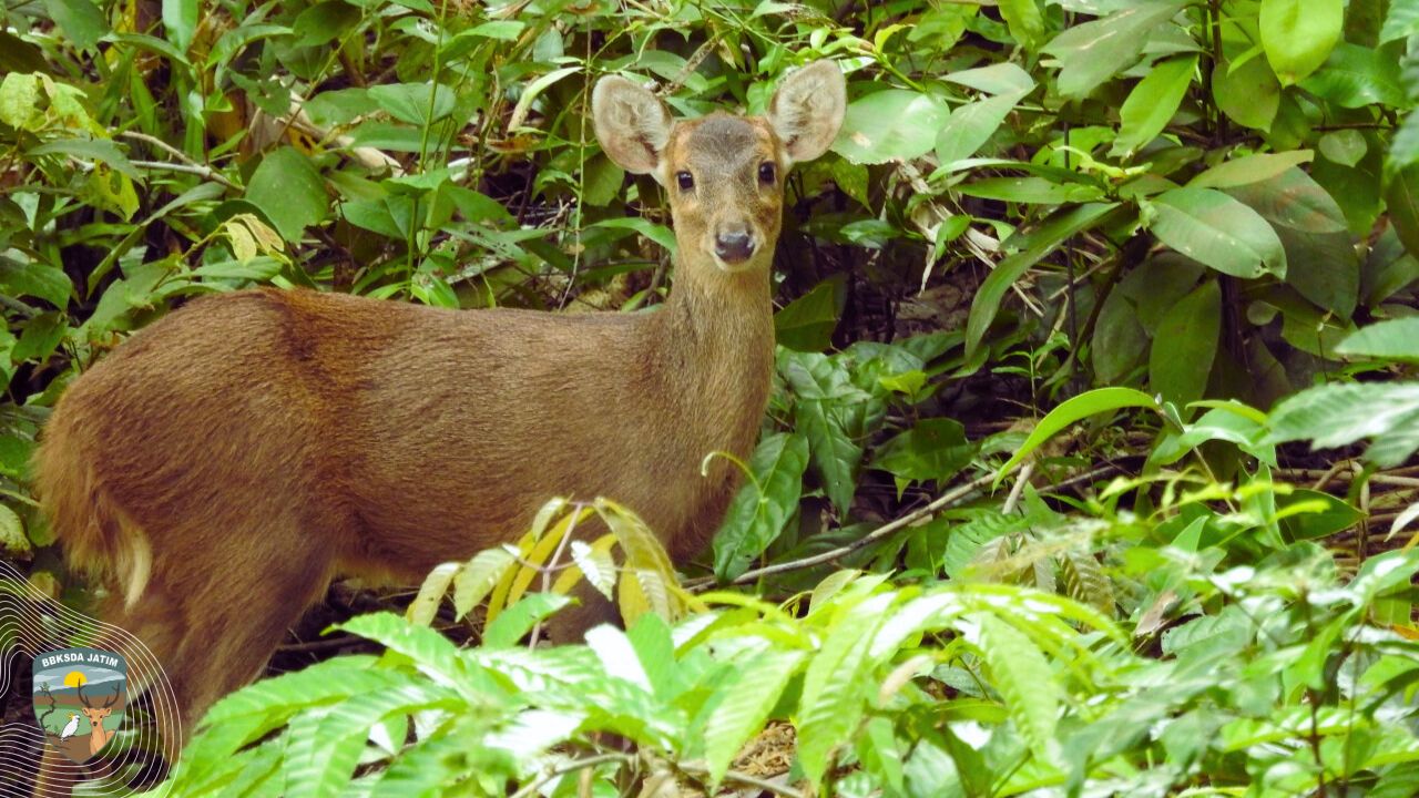 Tatapan Sepasang Mata yang Menggetarkan Hati di Suaka Margasatwa Pulau Bawean