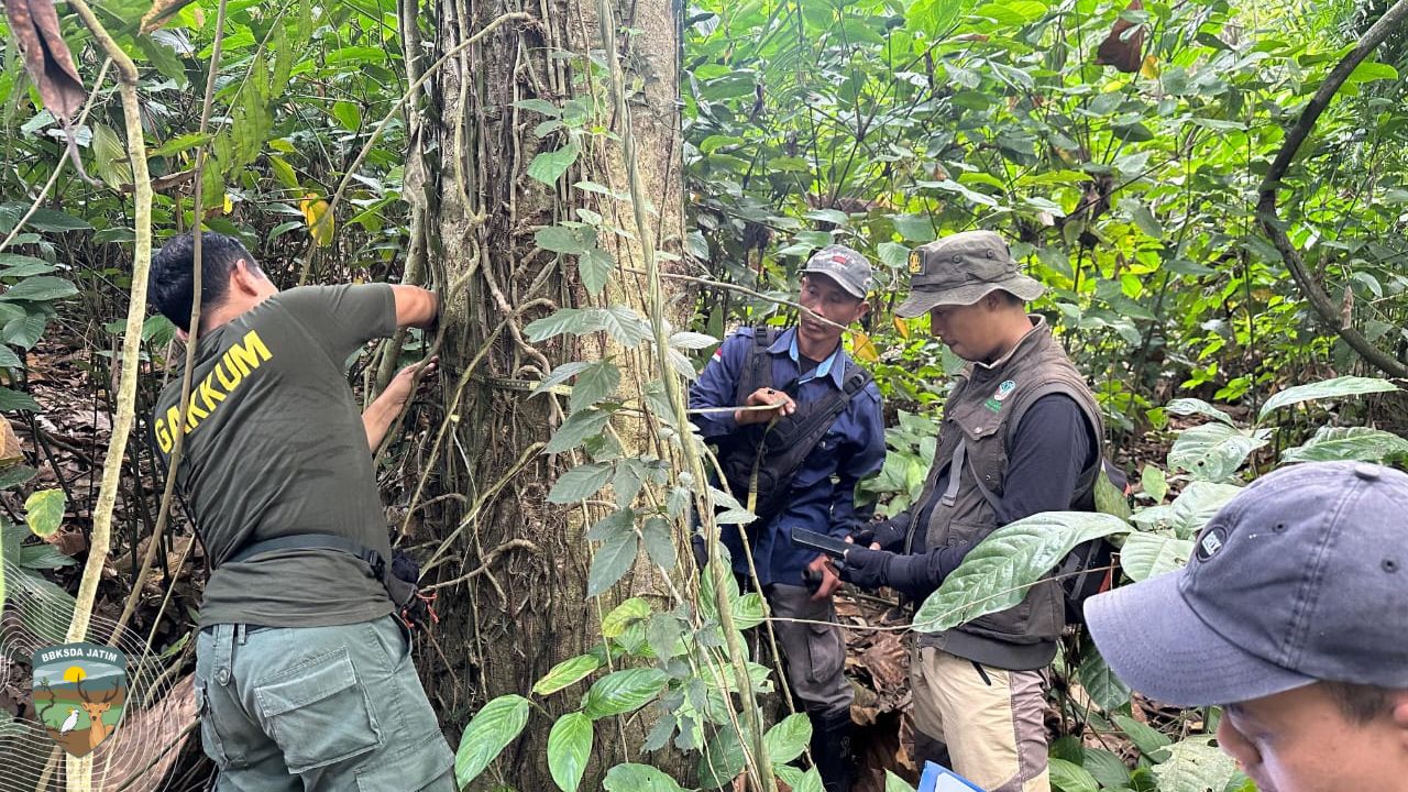 Pala Jawa, Burung Endemik, dan Janji di Pal 35 Besowo Gadungan