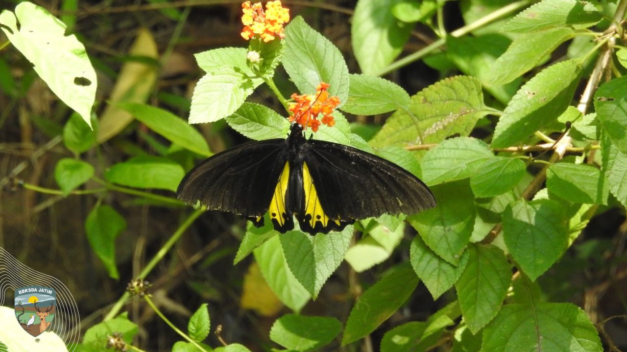Sayap-Sayap Endemik Pulau Bawean yang Terkuak di Balik Hutan Kumalasa