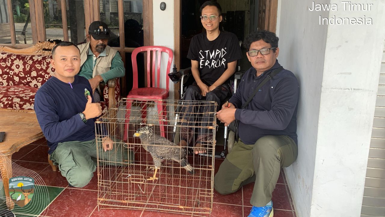 Elang Ular Bido, Diselamatkan dari Jerat Peliharaan