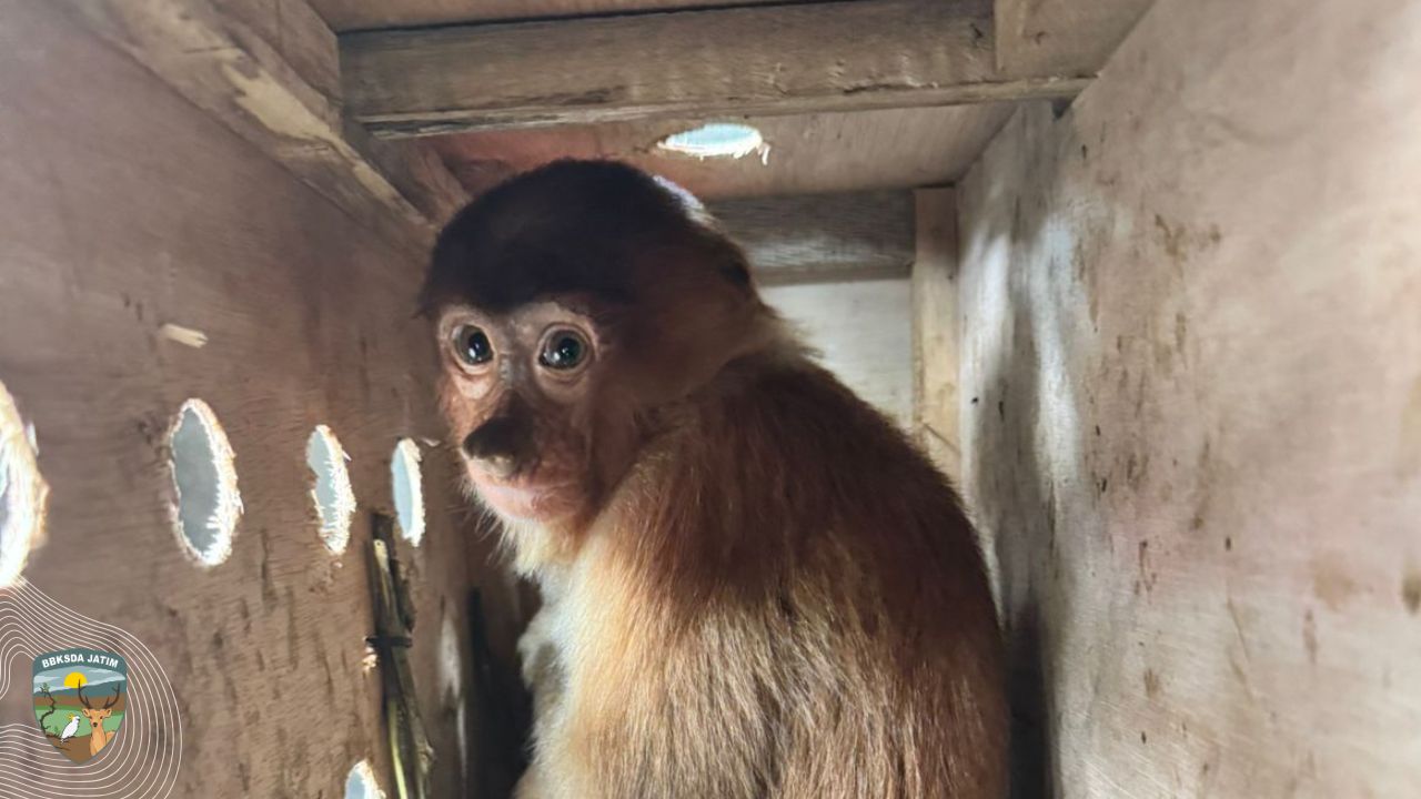 Jejak Bekantan, Penyelundupan Satwa yang Terendus di Tanjung Perak