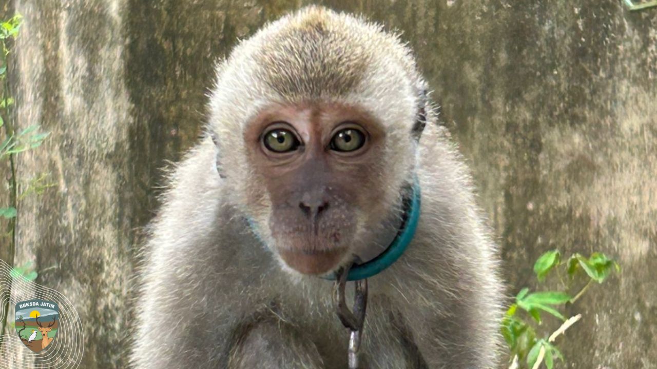 Kisah Penyelamatan Monyet Ekor Panjang dari Balik Jeruji