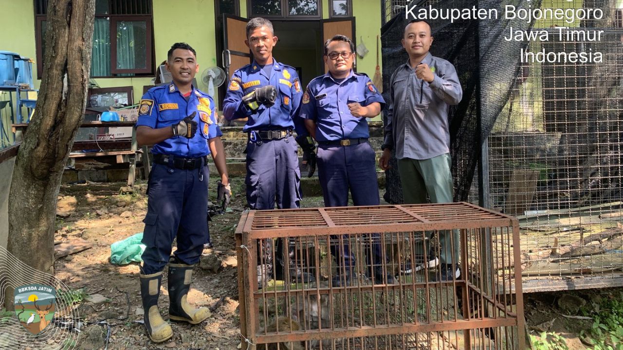 Penyelamatan Dua Monyet Betina dari Ancaman Kekerasan di Bojonegoro