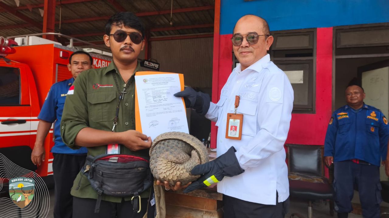 Kembali, Trenggiling Tersesat Diselamatkan Warga di Mojokerto