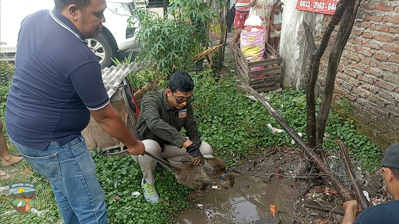 Monyet Peliharaan Menyerang, Harapan Dititipkan pada Tim Matawali BBKSDA Jatim