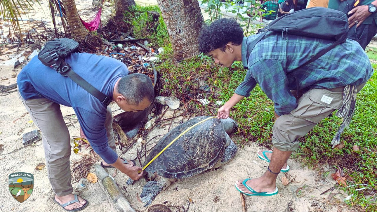 Terdampar  di Pasir Terosan, Penyu Hijau itu Tak Pernah Kembali Ke Laut