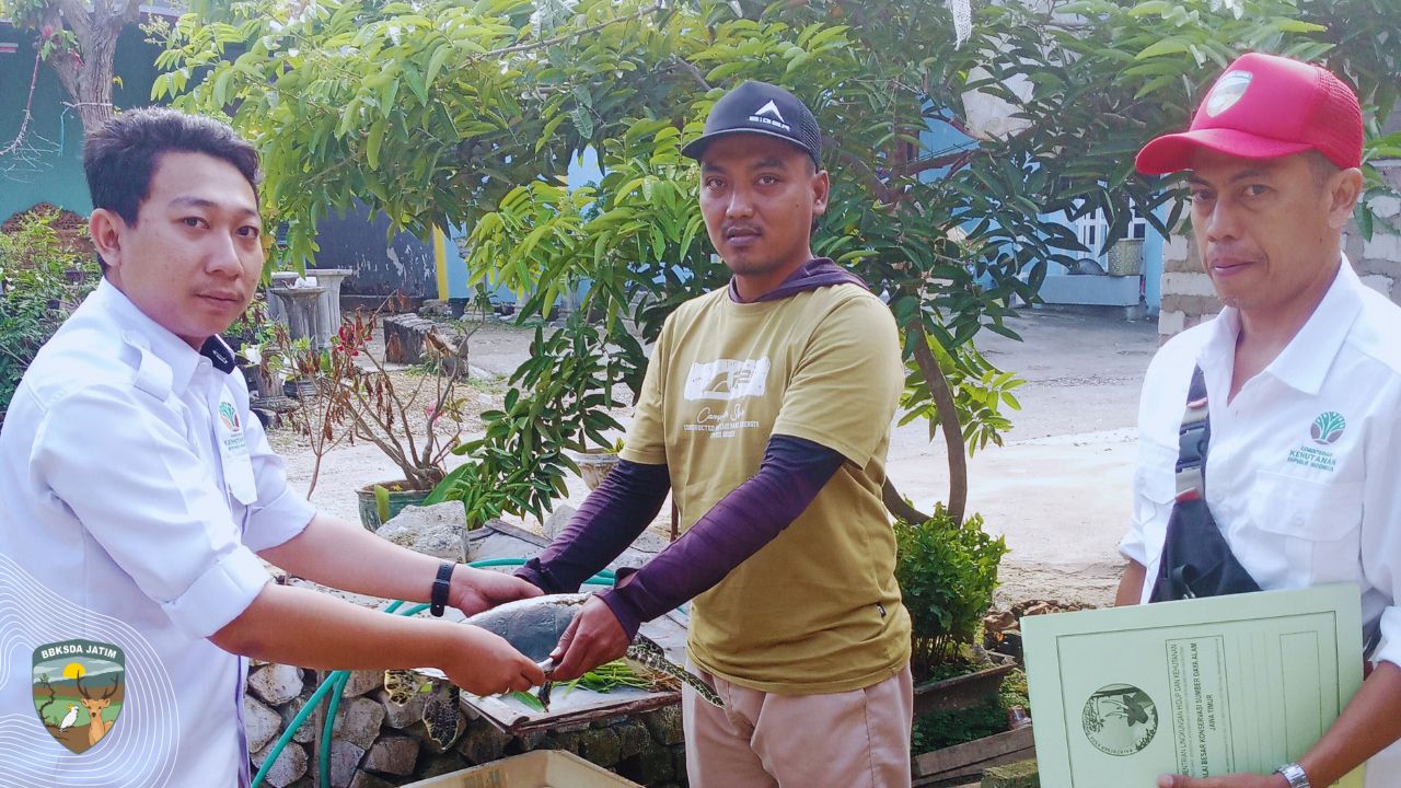 Penyu Hijau Dilepaskan di Ujung Timur Pulau Garam