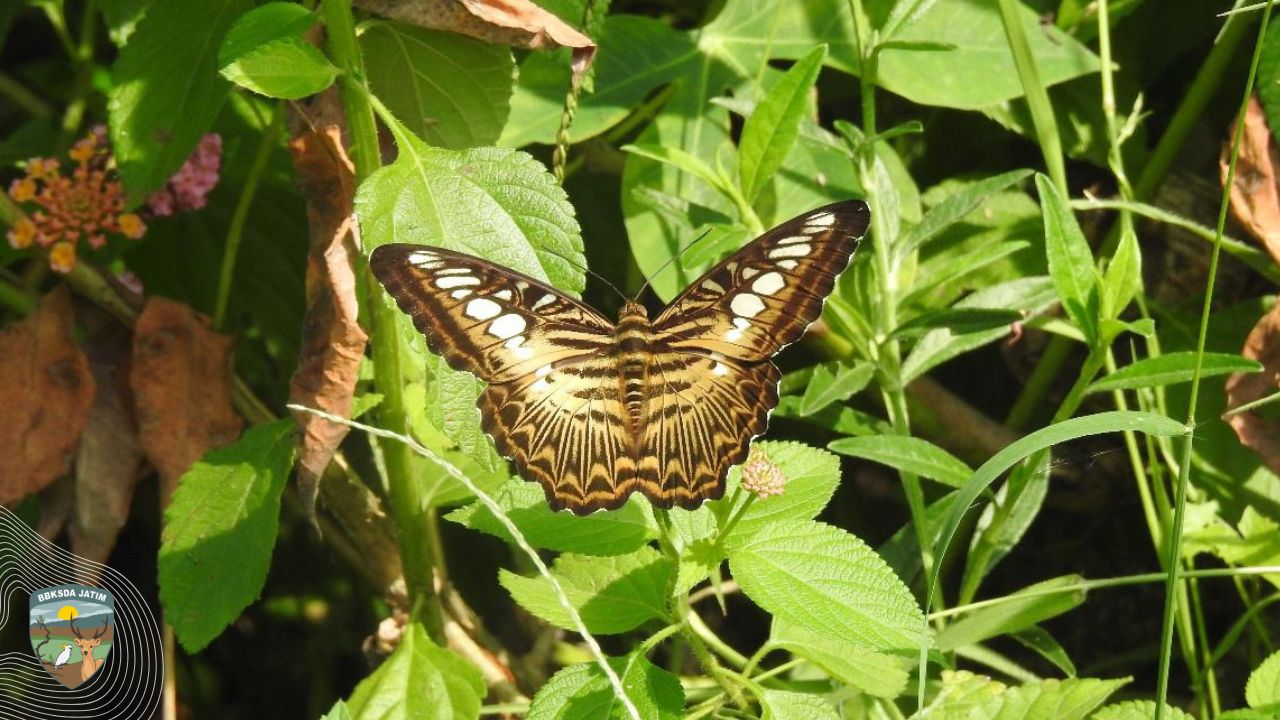 Amfibi dan Sayap-Sayap Cahaya Mengungkap Kisah yang Hampir Terlupakan di Manggis Gadungan