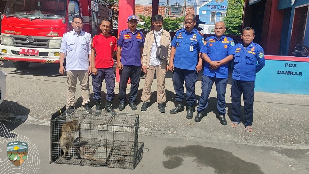 21 Satwa Liar Diselamatkan di Tengah Kota Surabaya dan Gresik