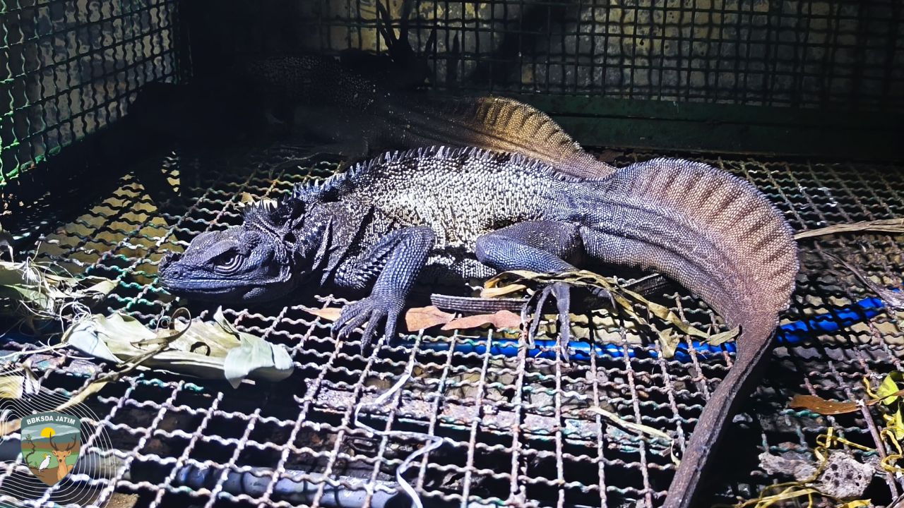 Dikira Aksesoris Ponsel, Ternyata Truk Ini Bawa Ratusan Satwa Liar!