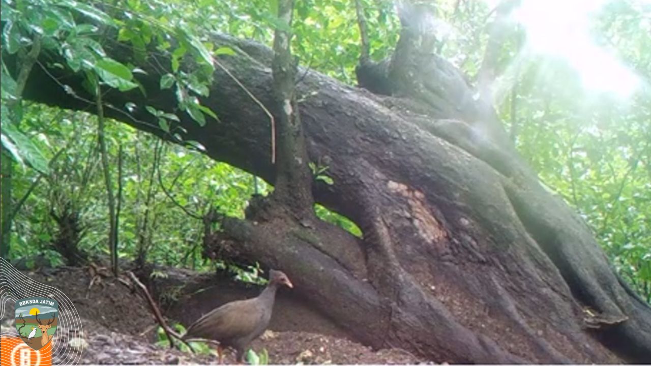 Mata-Mata Hening Menyingkap Jejak Burung Gosong dan Rusa Timor di Kegelapan Pulau Saobi