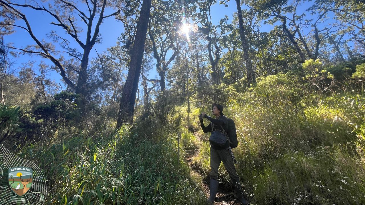 Merak Membelah Sabana dan Lutung Menjaga Argopuro