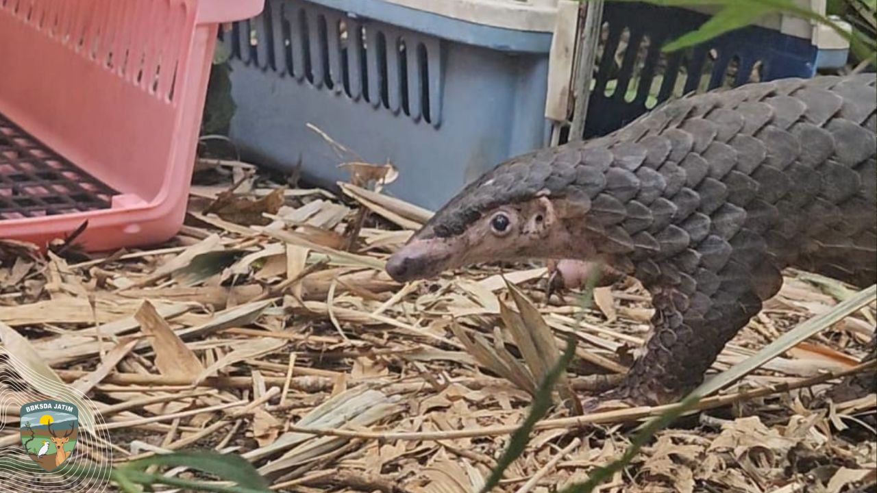 Luka telah Sembuh, Trenggiling Kembali ke Alam