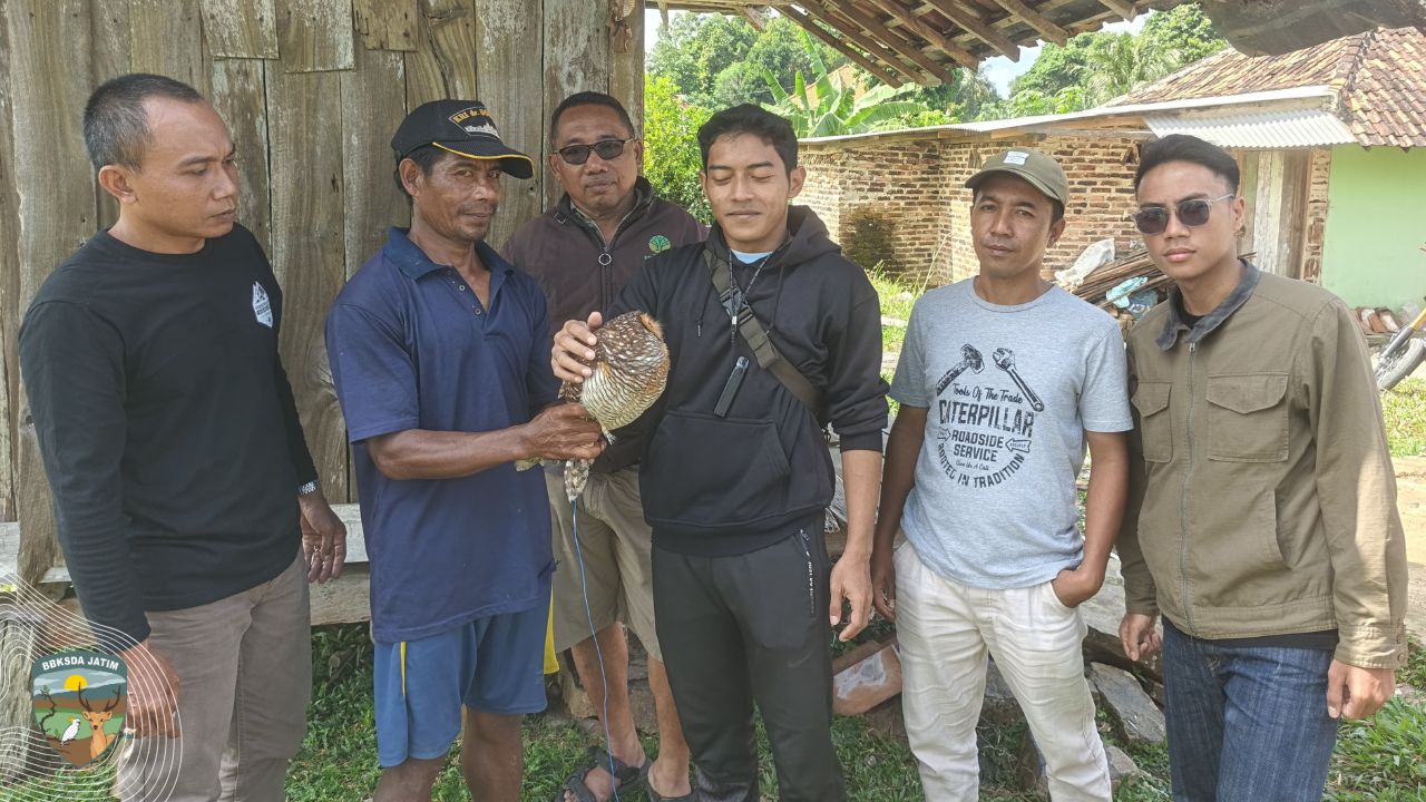 Nyaris Jadi Komoditas, Burung Hantu Bawean Terselamatkan
