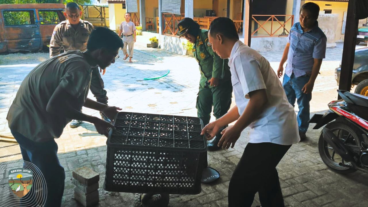 Ditemukan di halaman, Trenggiling Diserahkan ke BBKSDA Jatim