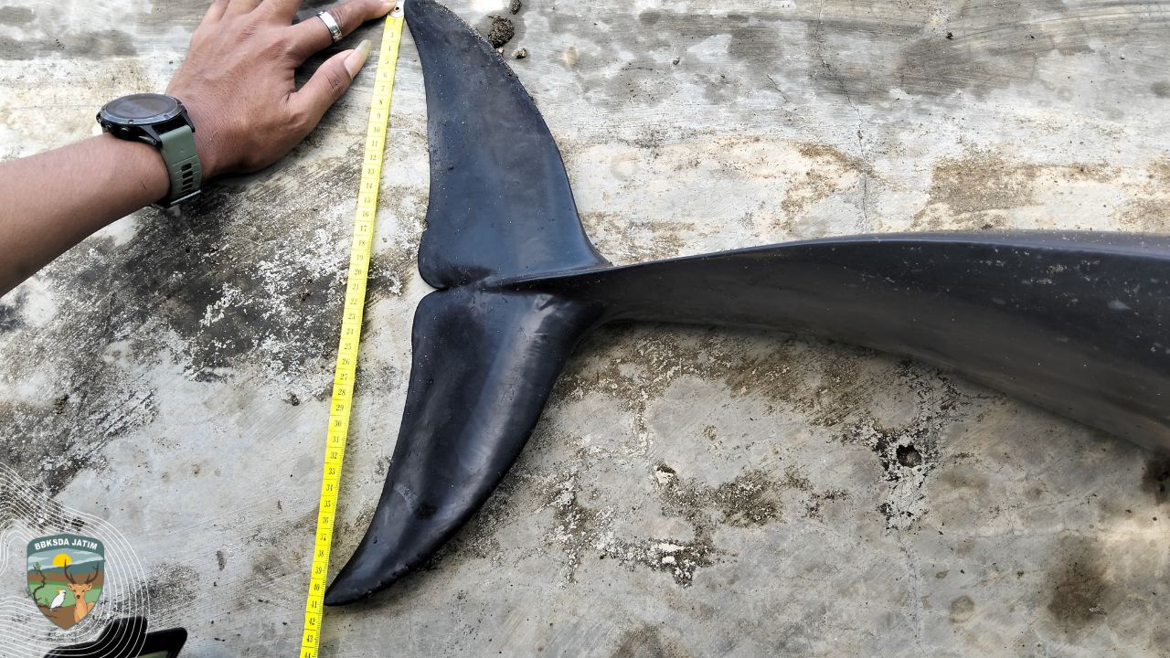 Mamalia Laut Cerdas Ditemukan Mati Terdampar di Pulau Bawean