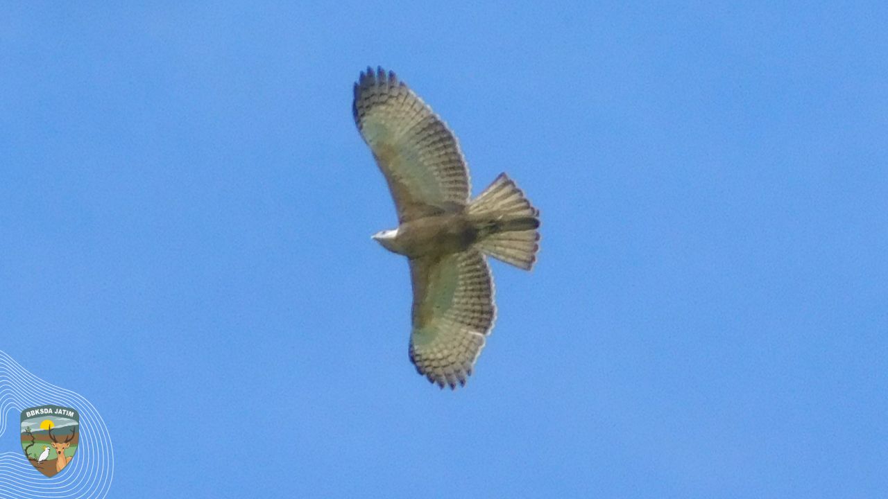 Menjaga Sayap Garuda di Timur Pulau Jawa