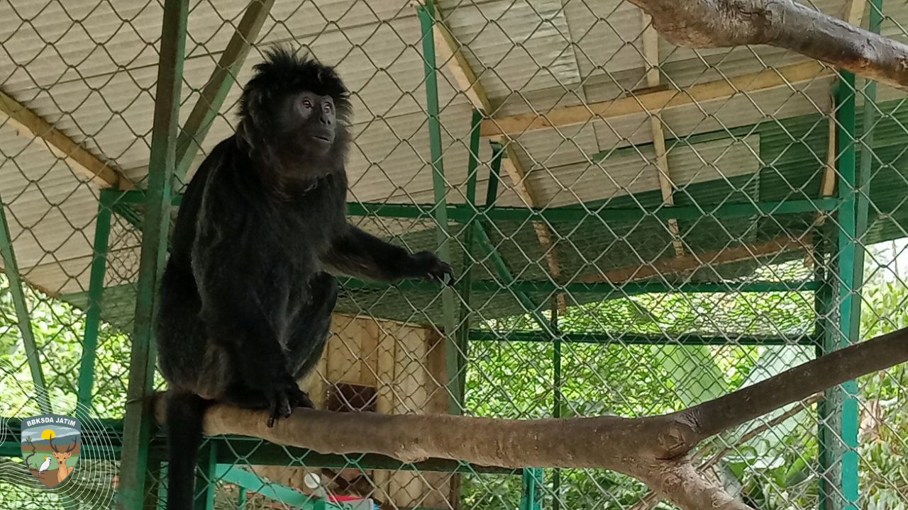 Budeng Diselamatkan Damkarla Bondowoso, Kini ditangani Tim Matawali SKW V Banyuwangi