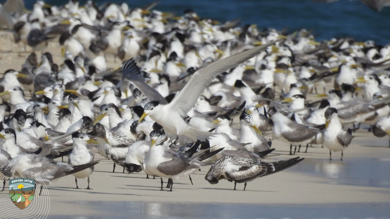 Menjaga Dua Alam Bawean, Antara Karang, Burung dan Rusa Bawean