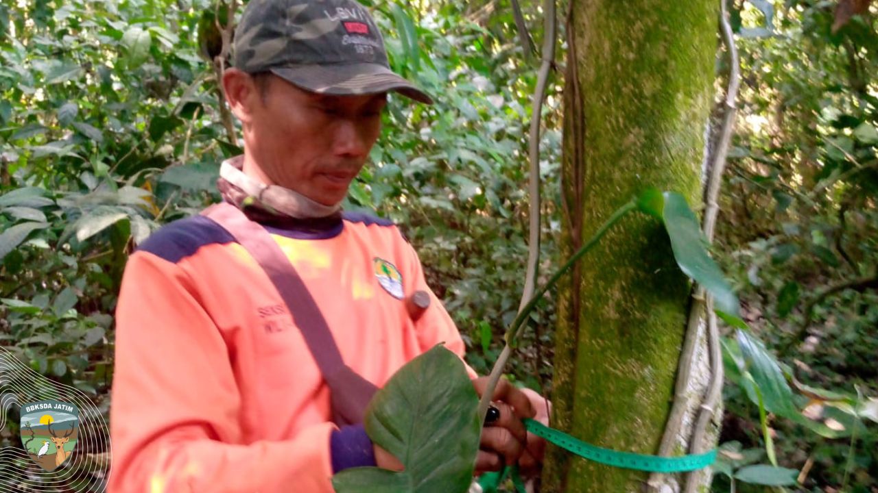 Menyusuri Hutan Simpenan, Manggis Gadungan