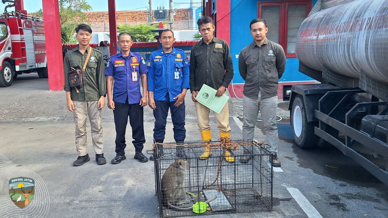 Monyet dari Pamekasan dan Harapan Baru di Alam Liar