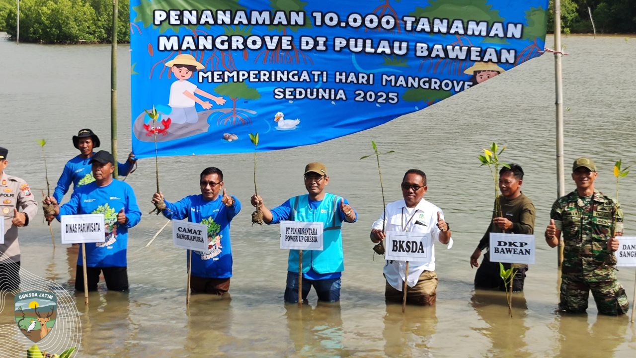Tebar Akar di Pesisir Bawean
