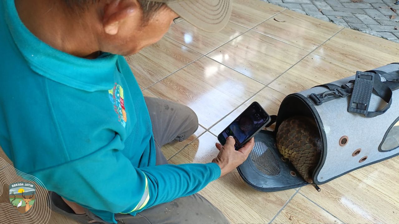 Penyelamatan Trenggiling Saat Tengah Malam di Mojokerto