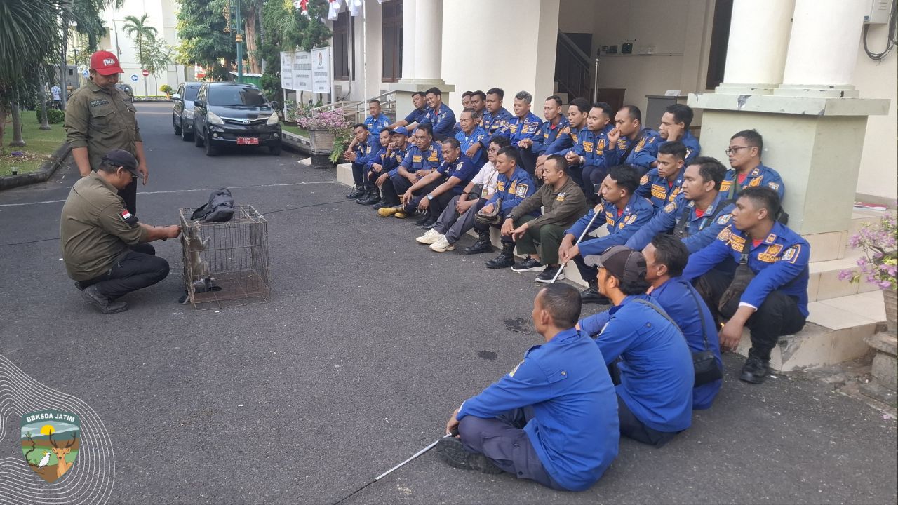 Di Garis Depan Penyelamatan, Sinergi Damkar dan Konservasi Satwa Liar di Tuban