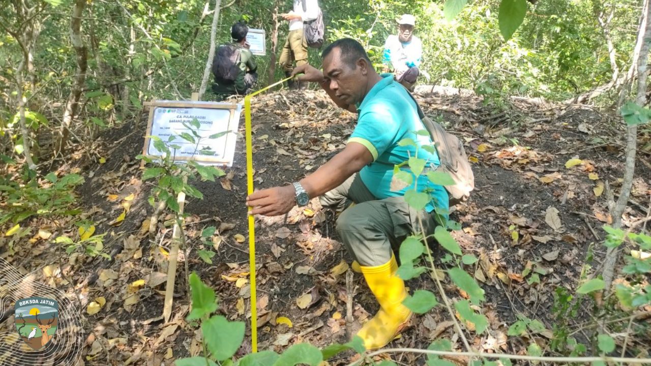 Menjaga Saobi, Menjaga Masakambing, Mencatat Gosong dan Kakatua