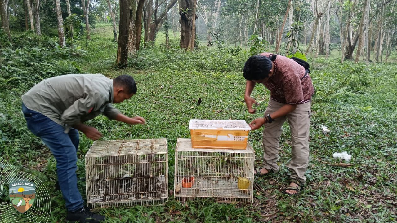 Dari Ketapang ke Janggangan, 116 Burung Kembali ke Alam Liar