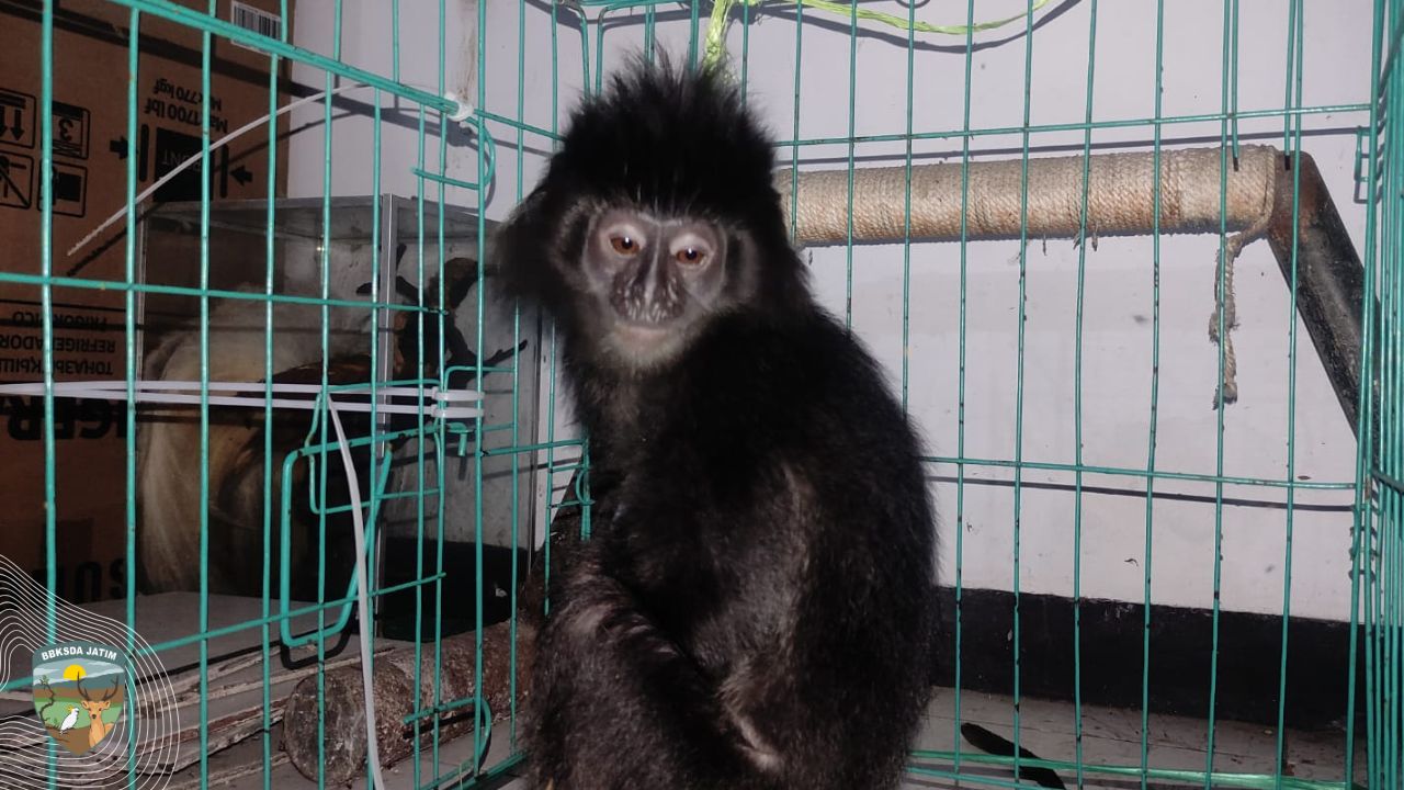 Penyerahan Lutung Budeng di Banyuwangi
