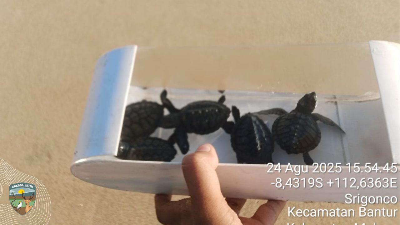 671 Tukik Dilepas di Pantai Bajulmati, Harapan Baru dari Selatan Malang