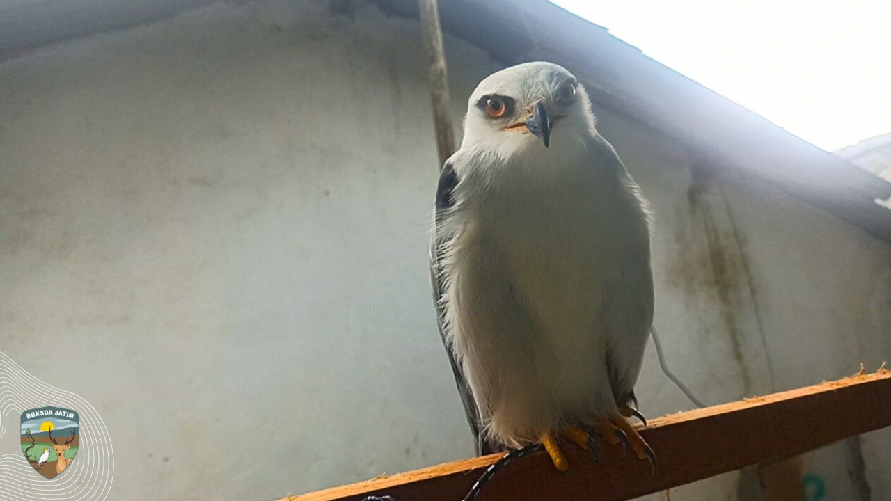 Begini Jadinya Jika Melepas Elang Tanpa Ilmu, Bisa Berujung Kematian