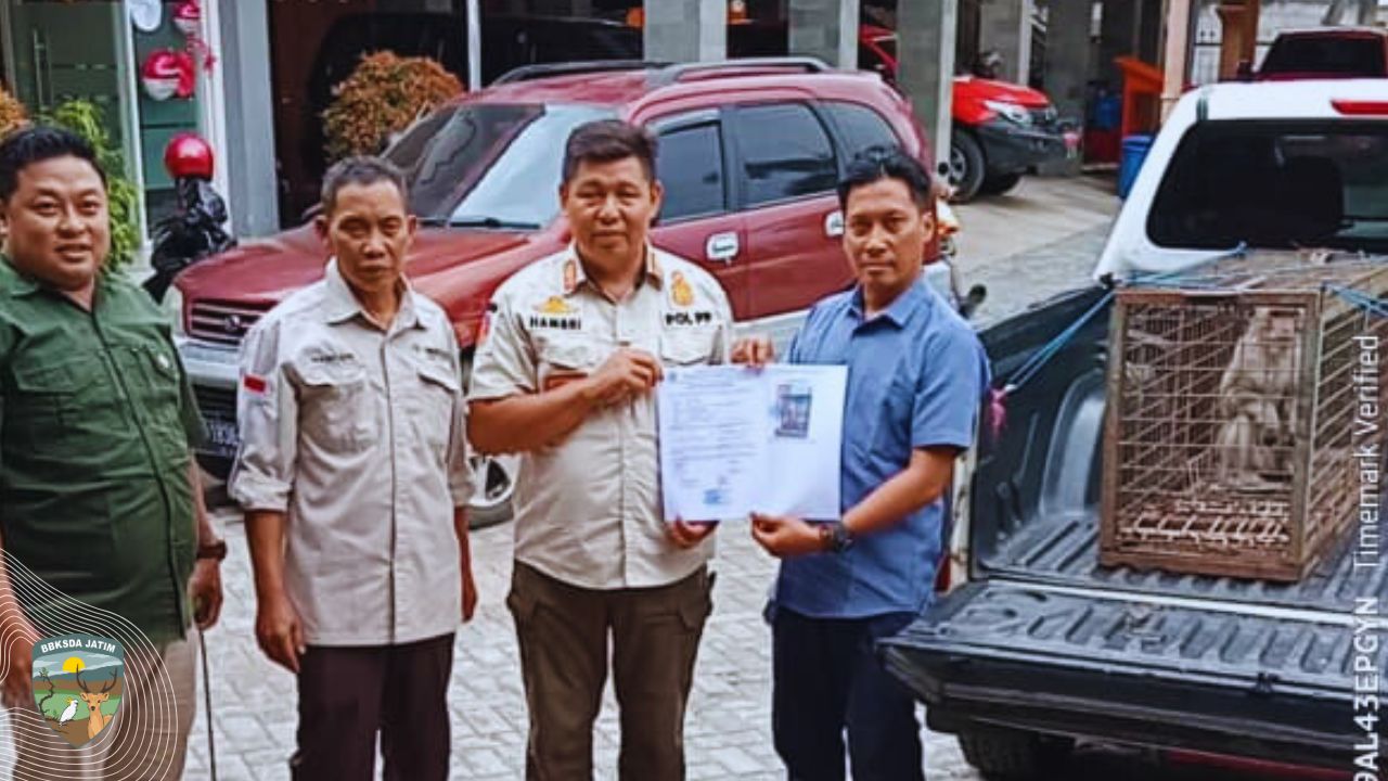 Dari Damkar, Monyet Ekor Panjang Dilepasliarkan di Hutan Bondowoso