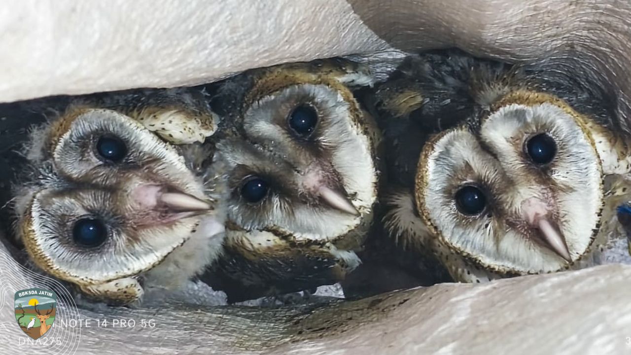 Tiga Serak Jawa di Plafon Rumah, Harmoni Alam yang Terselip di Mojokerto