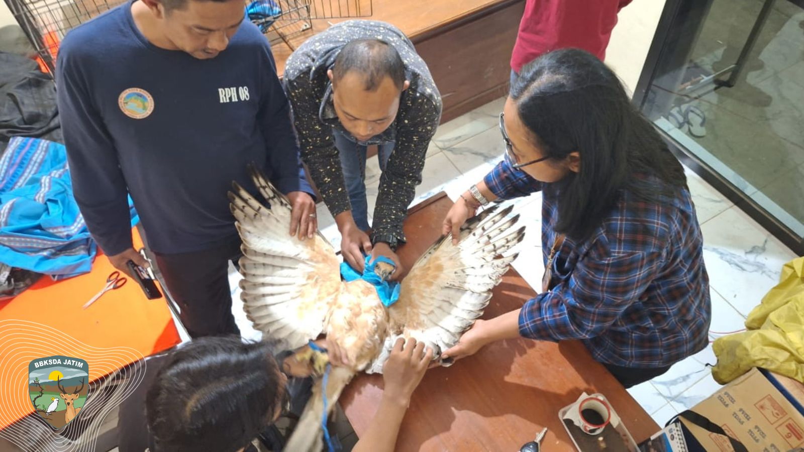 Raja Angkasa yang Terselamatkan, Elang Jawa Diserahkan Warga di Mojokerto