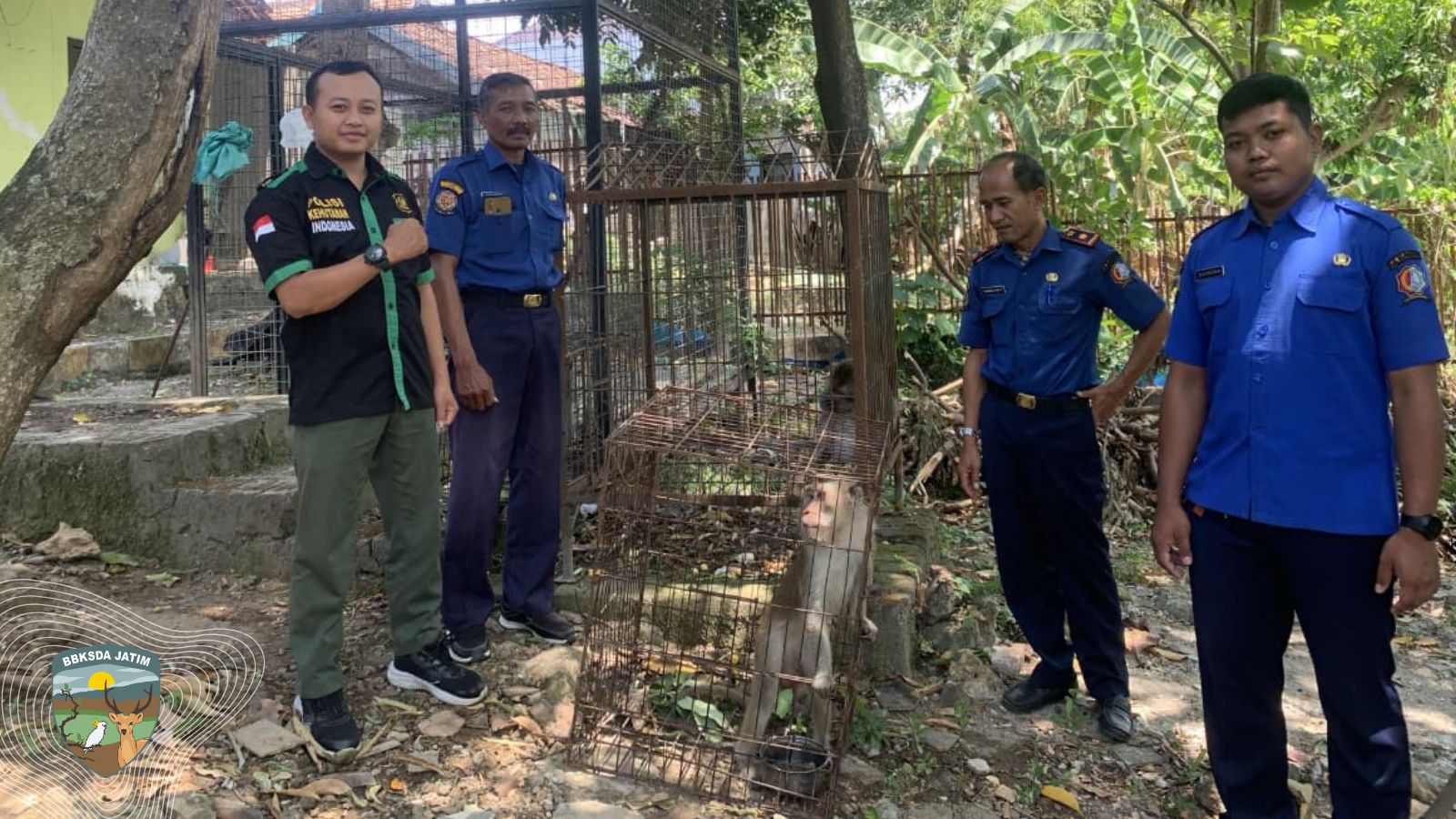 Heboh di Bojonegoro! Monyet Ekor Panjang Dievakuasi Damkar dan Kini Berada di BBKSDA Jatim
