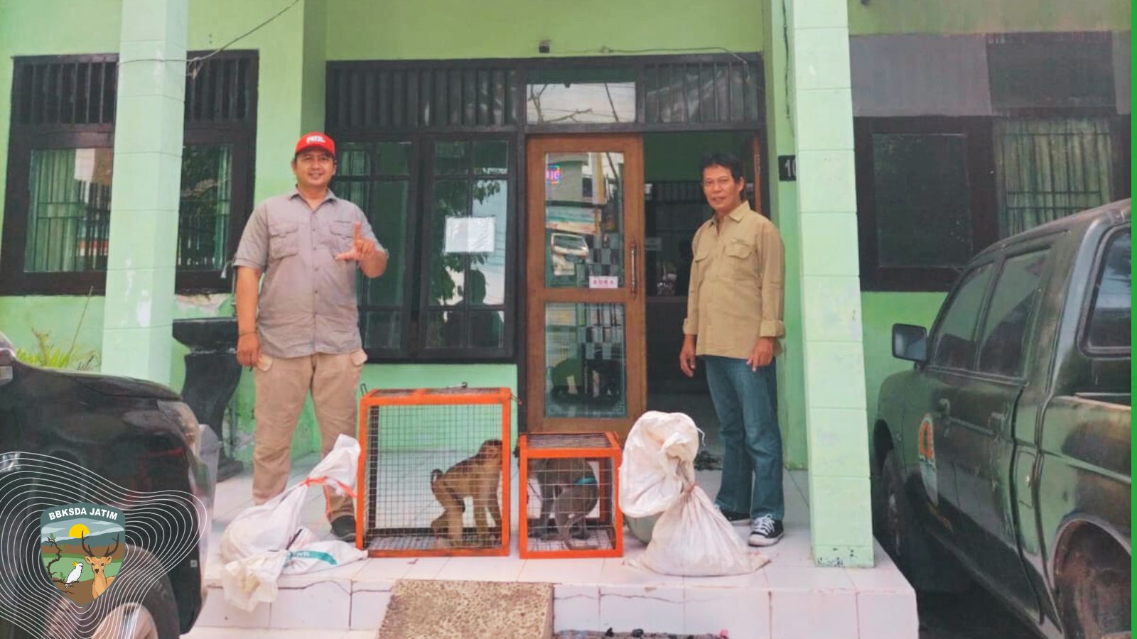Beruk Menyerang Anak Pemiliknya, Enam Satwa Liar di Madiun Akhirnya Diserahkan ke Negara