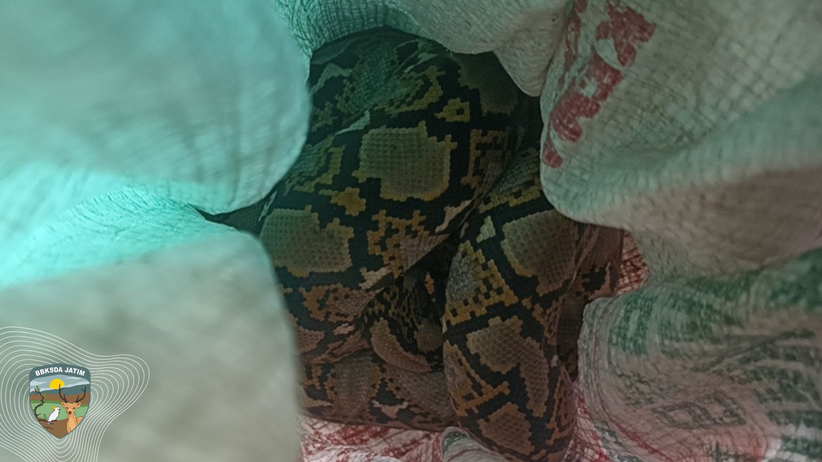 Geger Subuh di Mojokerto, Sanca Kembang Muncul di Kandang Ayam