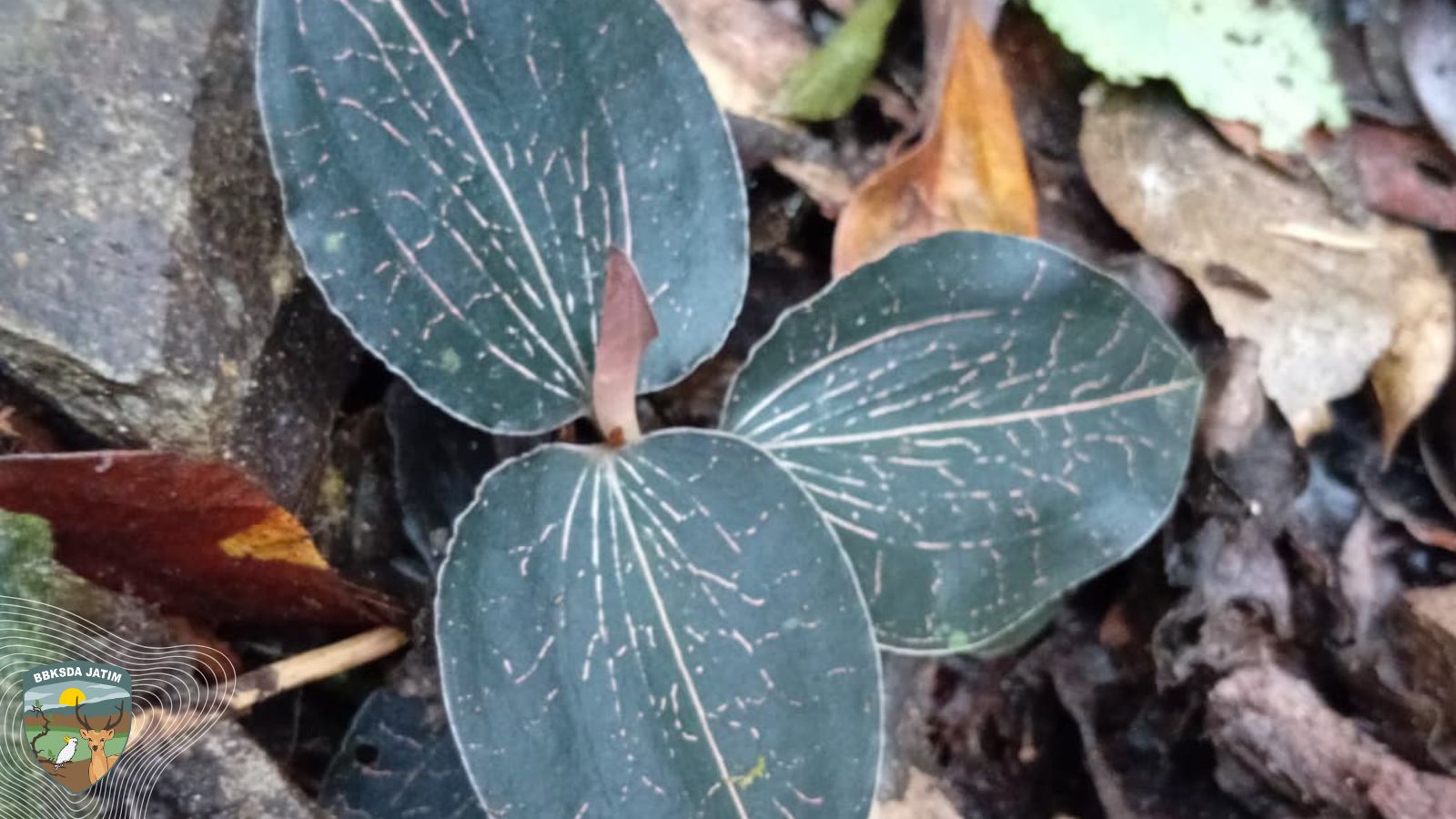 Jejak Flora Misterius di Alas Ireng: Anggrek Permata Hutan hingga Ficus Penjaga Sigogor