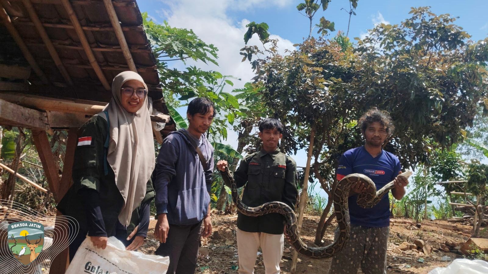 Warga Panik! Sanca 2,5 Meter Dievakuasi BBKSDA Jatim