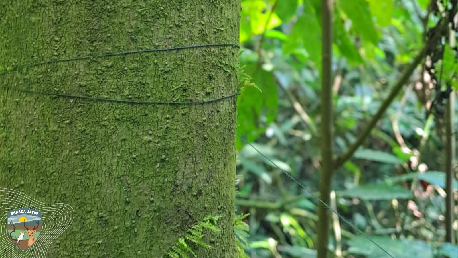 Benang Pengancam Alas Ireng