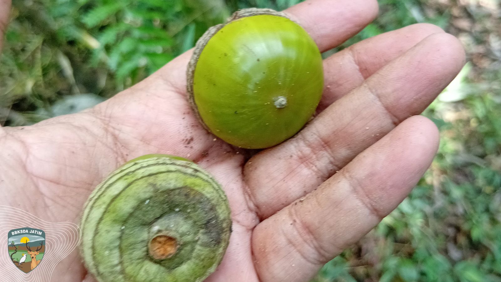 Jejak Digital di Rimba Gunung Picis