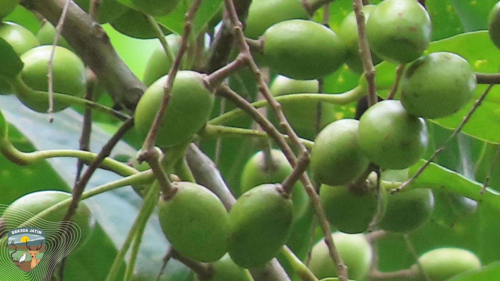 Sisi Lain Bioprospeksi di Pulau Bawean: Ungkap Potensi Prunus arborea, Kayu Paek, dan Kandidat Spesies Baru